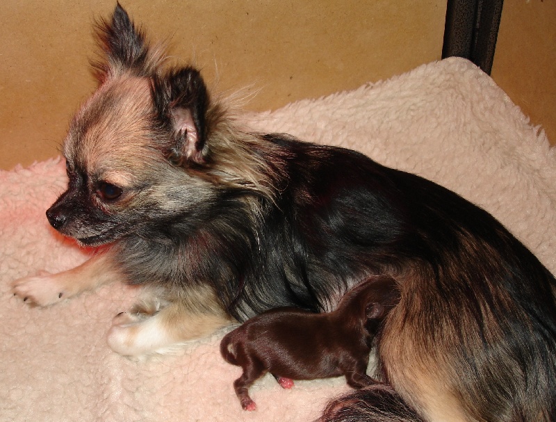 de La Petite Ferme De Nénette - Chihuahua - Portée née le 25/11/2010