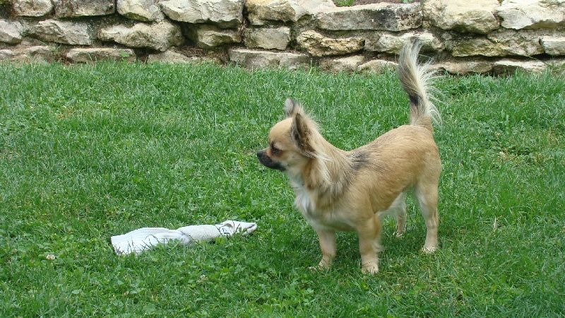 Hely de La Petite Ferme De Nénette